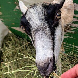 Meet your Posher, Justin